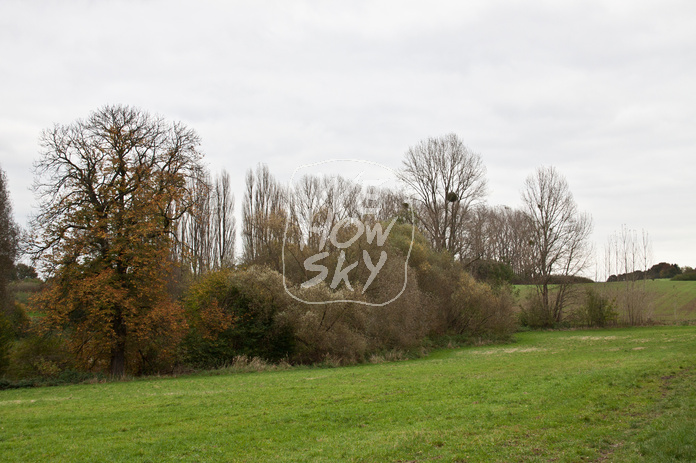 Herbstbaumreihe