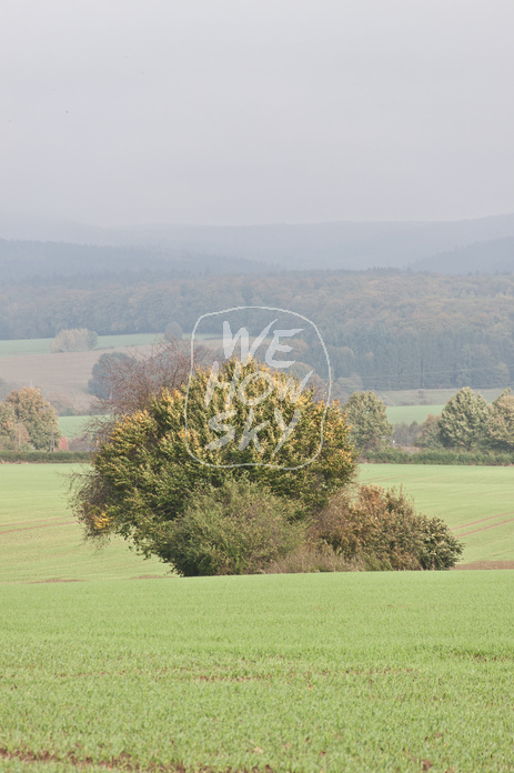 Kleine Baumgruppe
