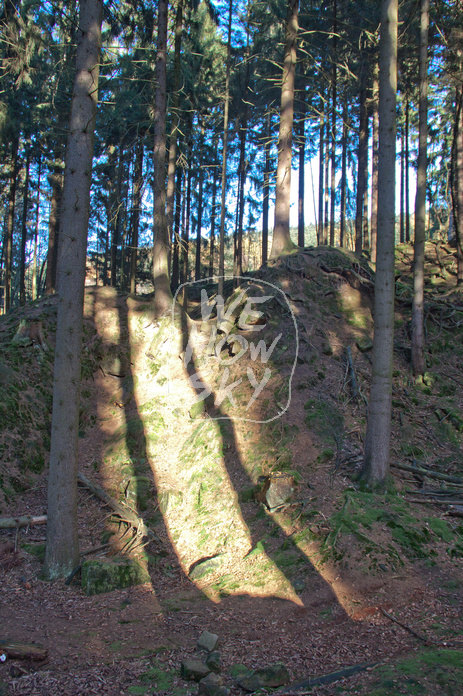 Nadelwald lichtdurchflutet