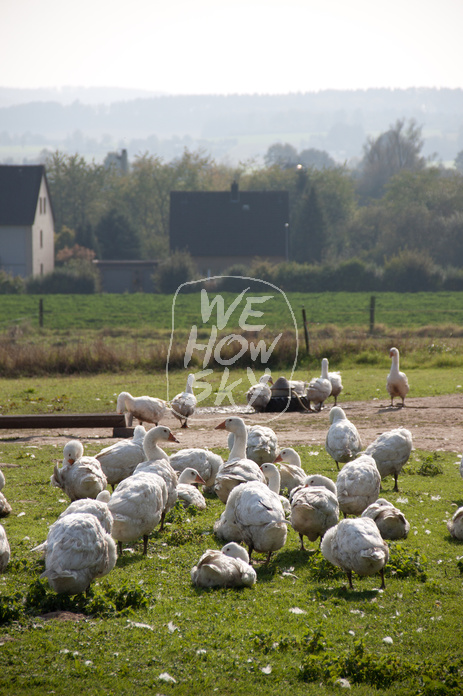 Freilaufende Gänse
