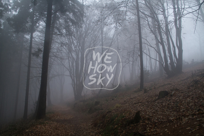 Niederwald im Nebel