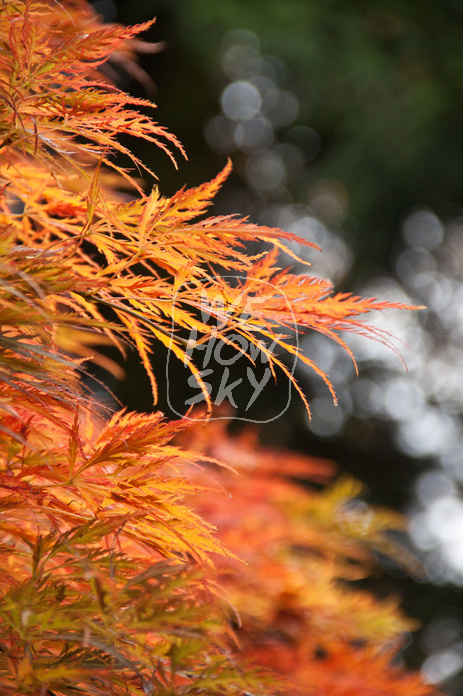 Japanischer Ahorn