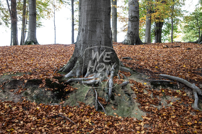 Herbst