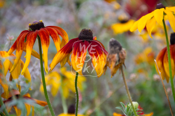 Blumenbeet
