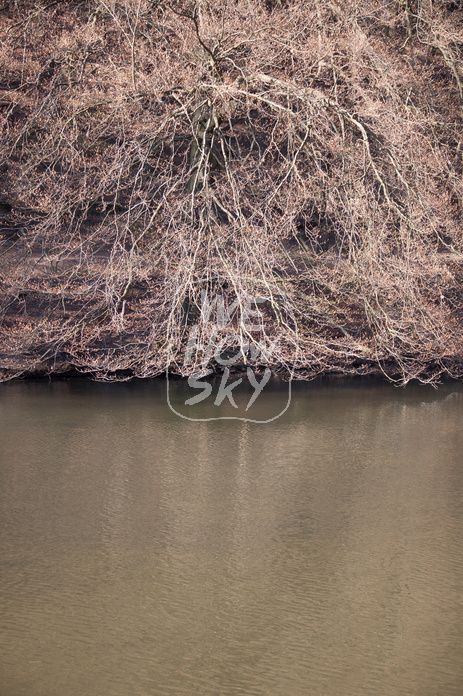 Bäume am Teich