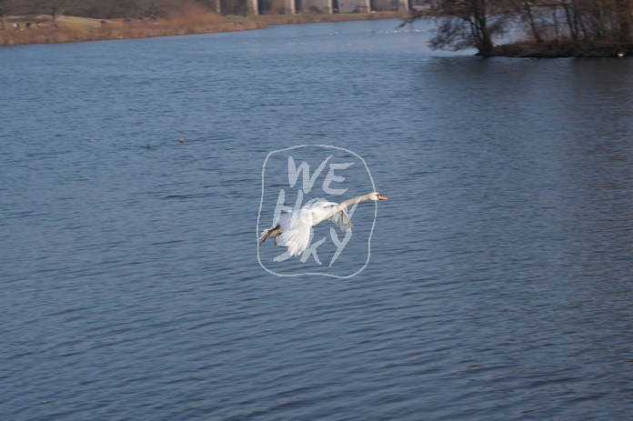 Schwan im Landeanflug