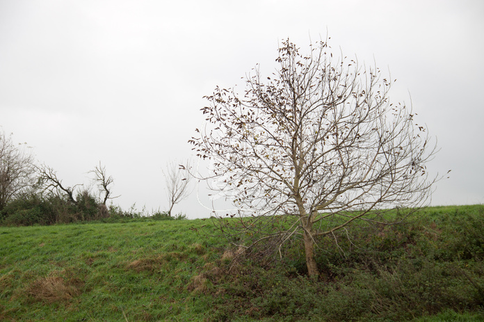 Kleine Birke