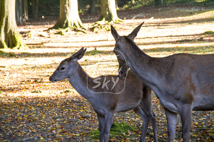 Damhirschkühe