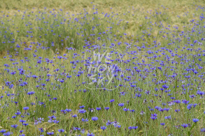 Kornblumen im Gerstenfeld