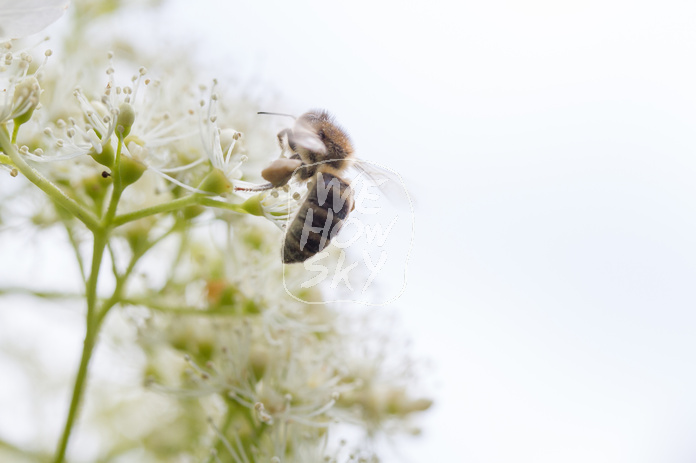 Biene auf Kletterhortensie