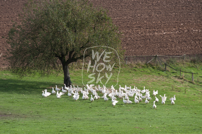 freilaufende Gänse