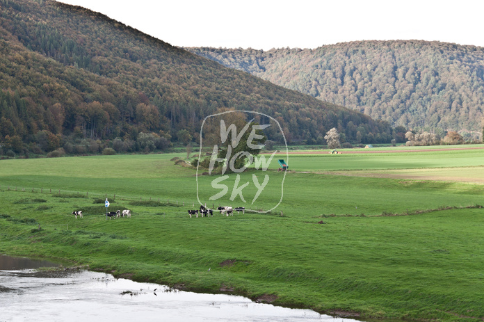 Milchkühe an Weserufer