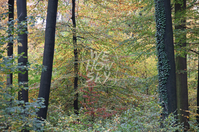 Herbstwald