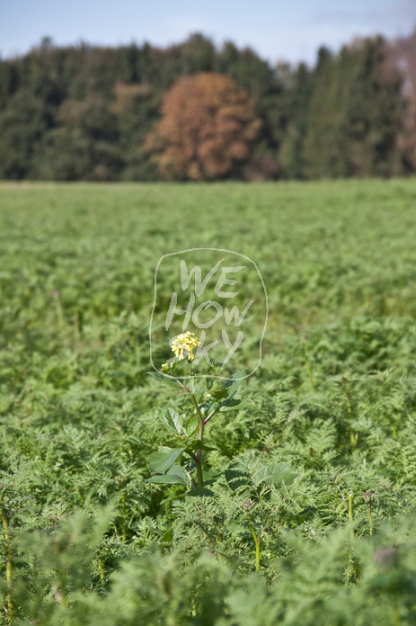 Grünes Feld mit gelber blume