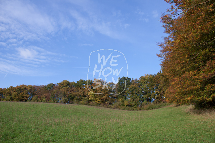 Herbstwald