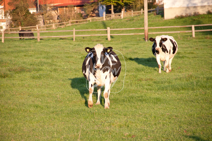 Milchkühe auf Weide