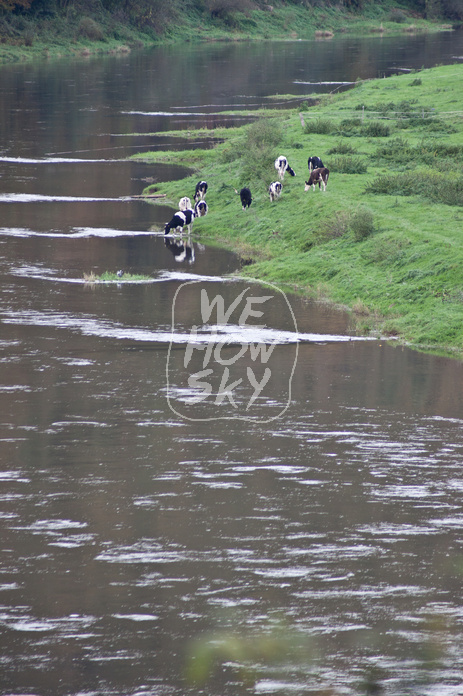Kühe an der Weser