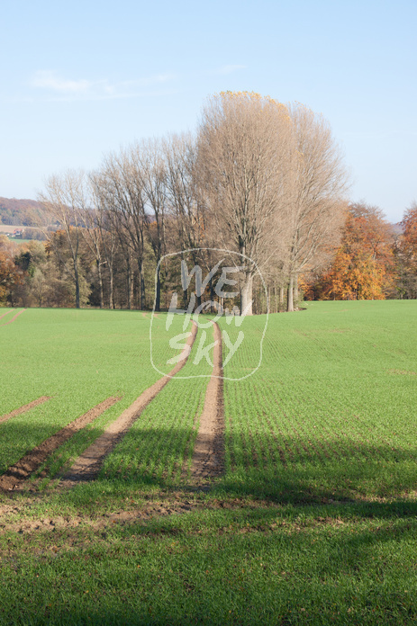 Kahle Bäume vor Herbstwald