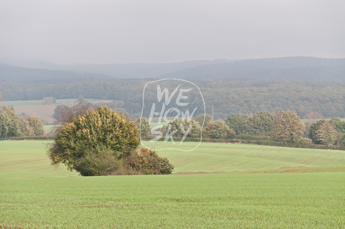 Kleine Baumgruppe
