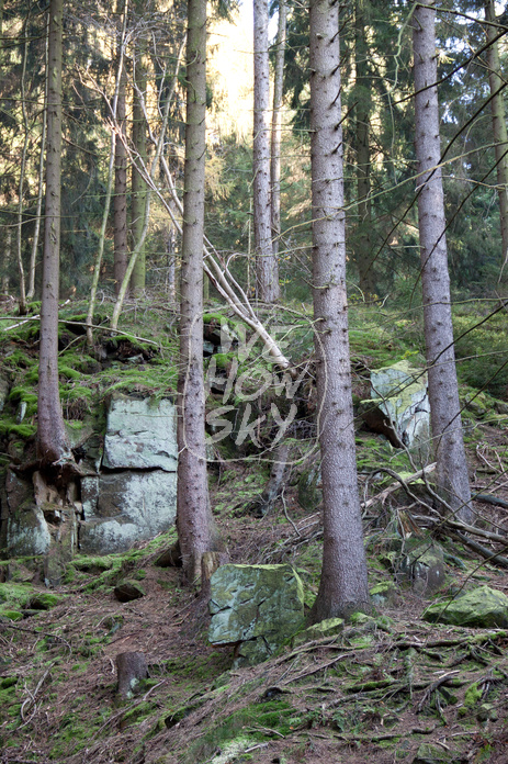 Nadelwald lichtdurchflutet