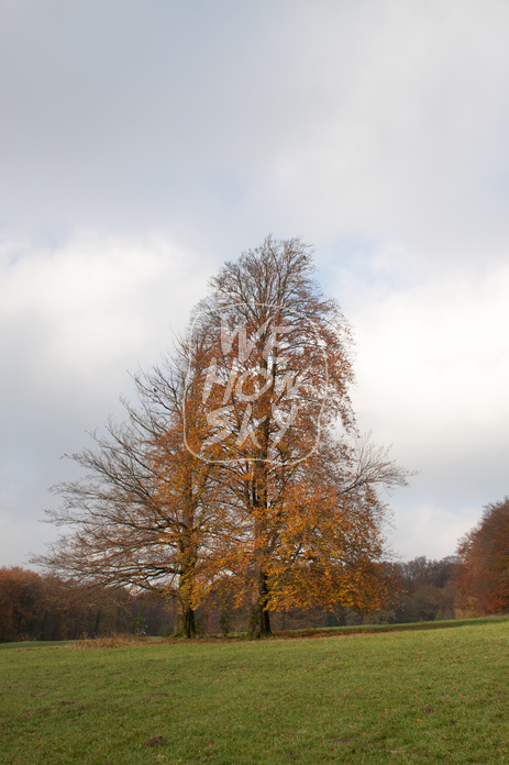 Baumpaar auf Ochsenheide