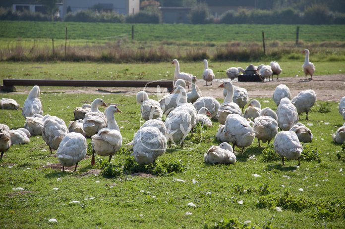 Freilaufende Gänse