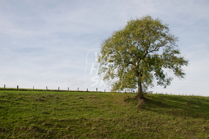 Solitär vor blauem Himmel
