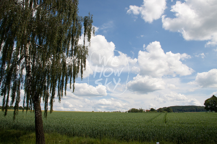 Birke vor Wolkenhimmel