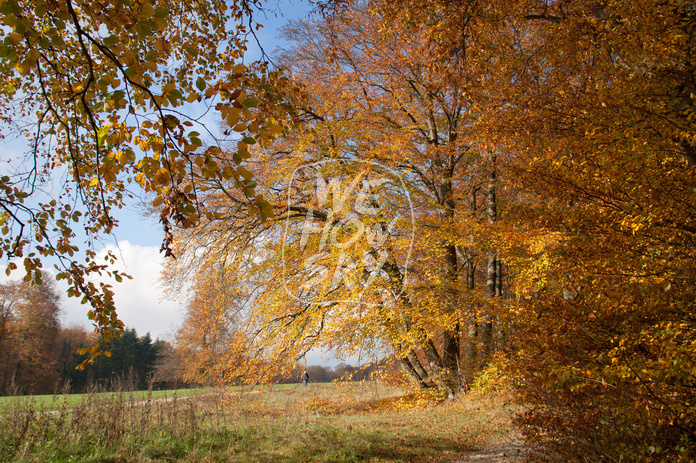 Herbstbuche