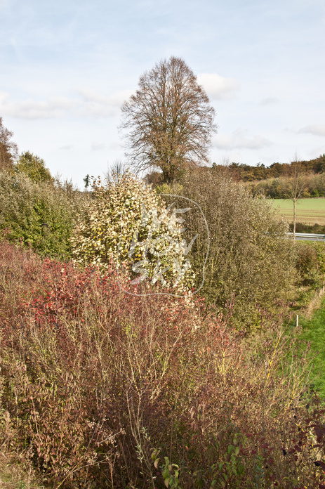 Herbstszene