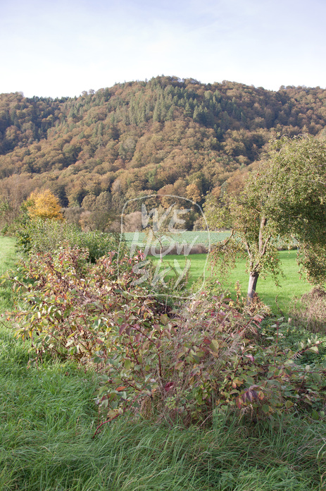 Obstwiese