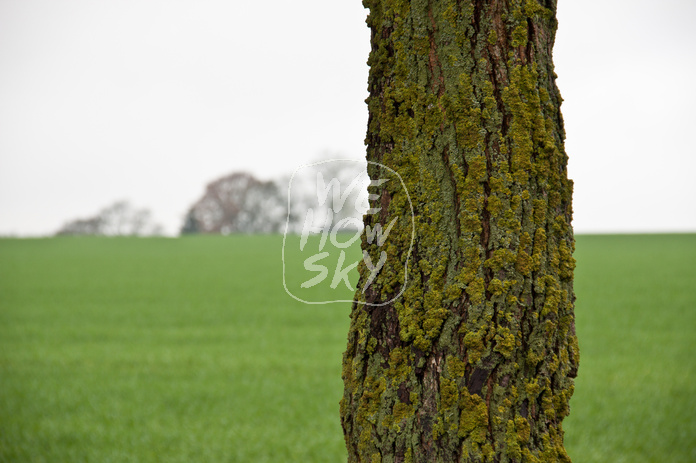 Horizontlinie und einzelner Baum