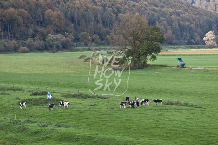 Milchkühe an Weserufer