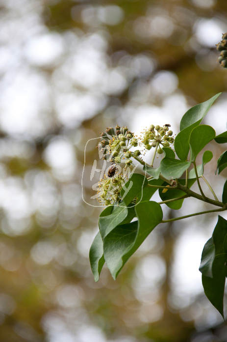 Efeublüte