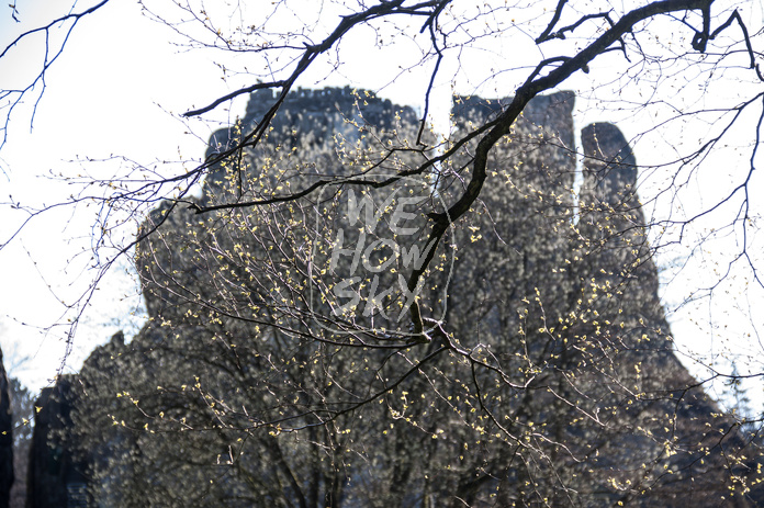Externsteine durch Äste