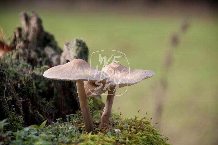 Pilze auf Holzpfosten