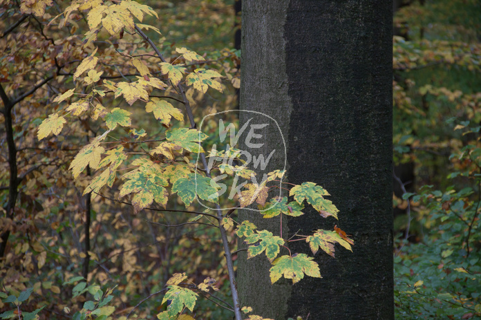 Herbstwald