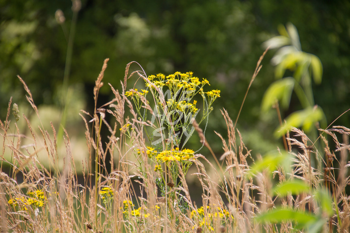 Wildblumen