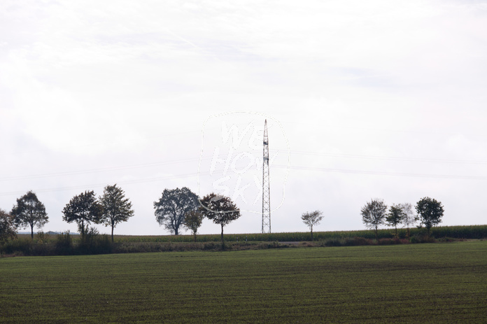 Bäume am Horizont