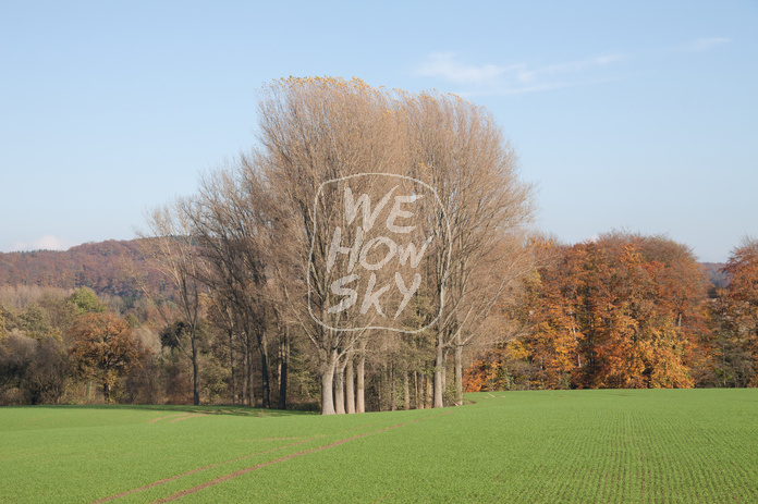 Kahle Bäume vor Herbstwald