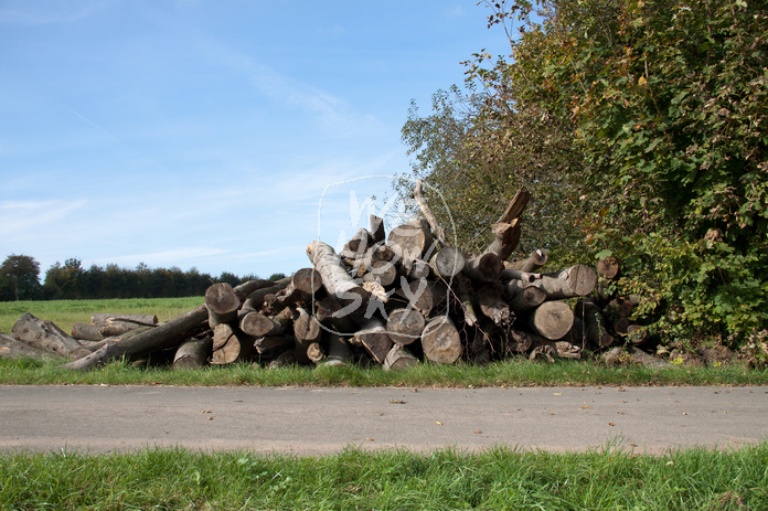 Holzstämme