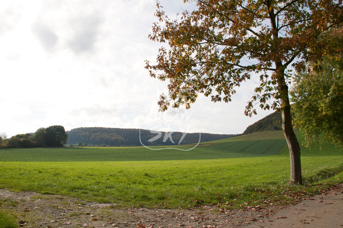 Herbstbaum