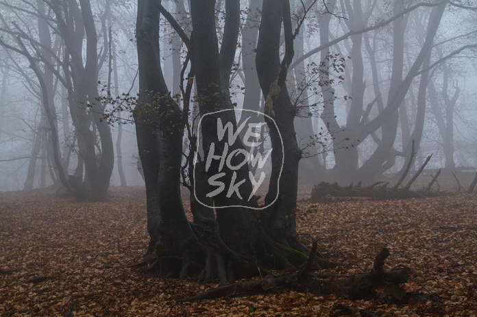 Niederwald im Nebel