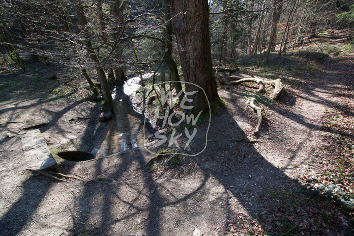 Baumschatten
