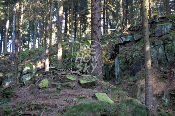 Nadelwald lichtdurchflutet