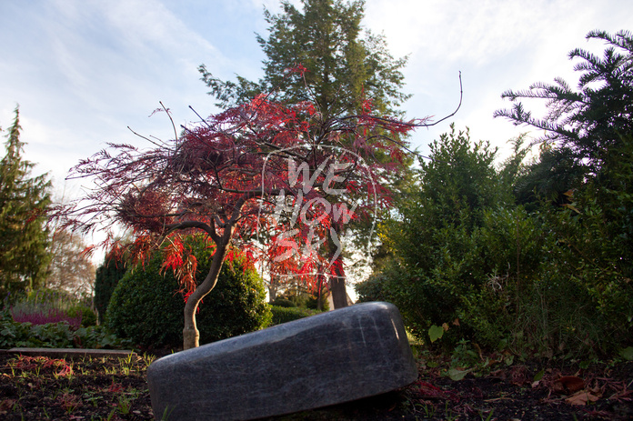 Rotbuche auf Friedhof