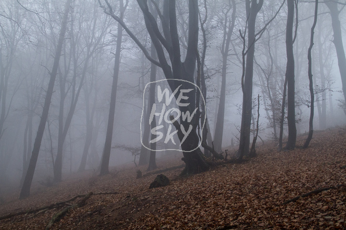 Niederwald im Nebel