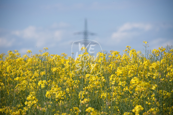 Raps vor blauem Himmel