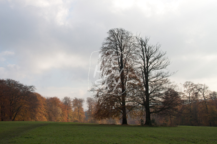 Baumpaar auf Ochsenheide