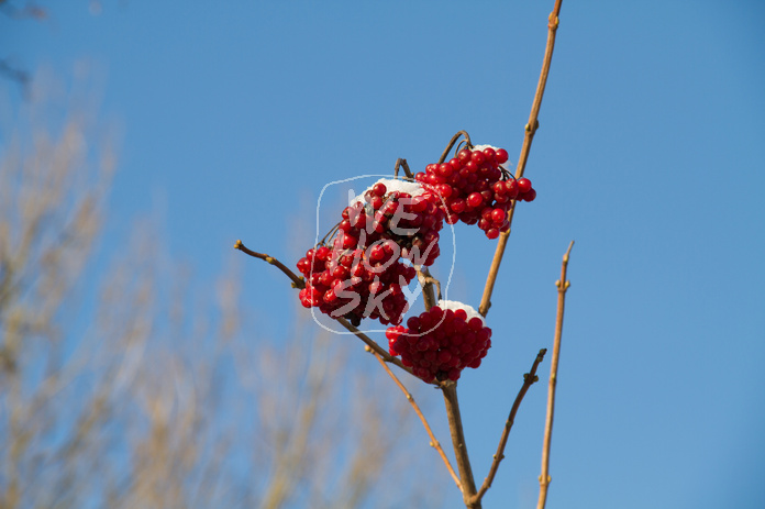 Gefrorene Beeren